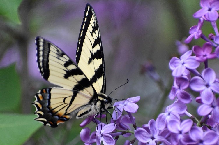 Butterfly in flowers