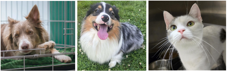 Responsible Pet Care